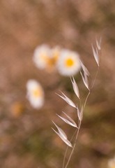 Digital Image Picture Photo Wallpaper: Wildflowers in Bloom
