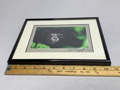 Thomas Mangelsen 8X10 «Gentle Giant The Silverback» Image of Nature P155