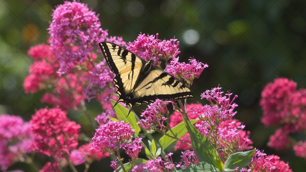 Digital Image Picture Photo Wallpaper: Butterfly and Flowers