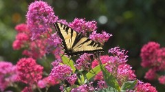 Digital Image Picture Photo Wallpaper: Butterfly and Flowers