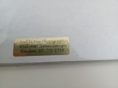 Joel McNee, Hayden ID,Fly Fishing, Cutthroat Trout, Authentic Photo Art.