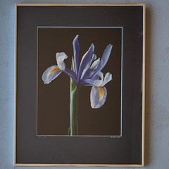 Nick Zungoli Iris 1984 Signed Ltd Ed Photo Print 7/300 Framed Fine Art 16×20