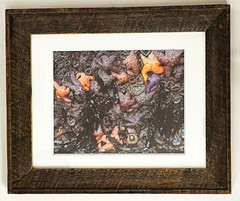 RODNEY LOUGH JR ORIG FRAMED GICLEE PHOTOGRAPH POINT REYES CALIFORNIA TIDE POOLS
