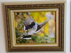 Magnificent Flying Bird Portraits. One Of A Kind Anywhere In The World.