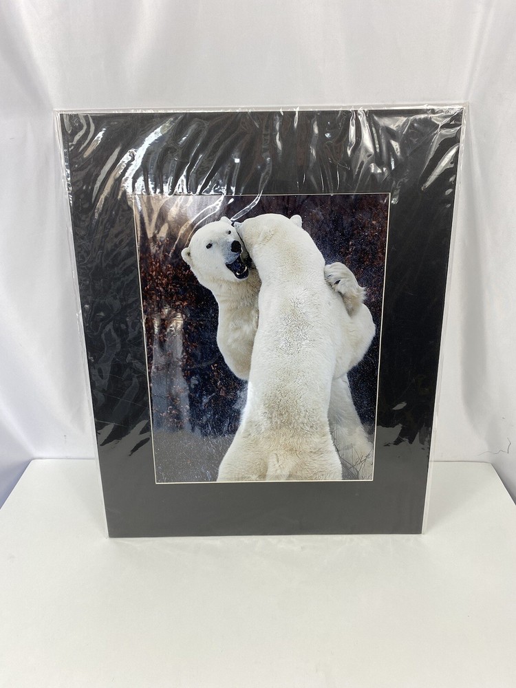 Harriet Smith Two Fighting Polar Bears Wildlife Art Photo Print