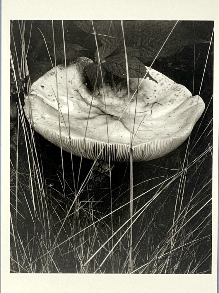 Toadstool & Grasses Art Print Card Photo By Paul Strand Fotofolio 4”x6” Shroom