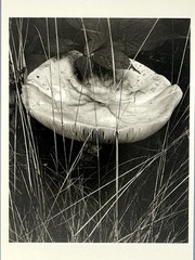 Toadstool & Grasses Art Print Card Photo By Paul Strand Fotofolio 4”x6” Shroom