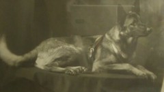 Dog Art Collectibles Dog Photograph Antique Collectibles Images 