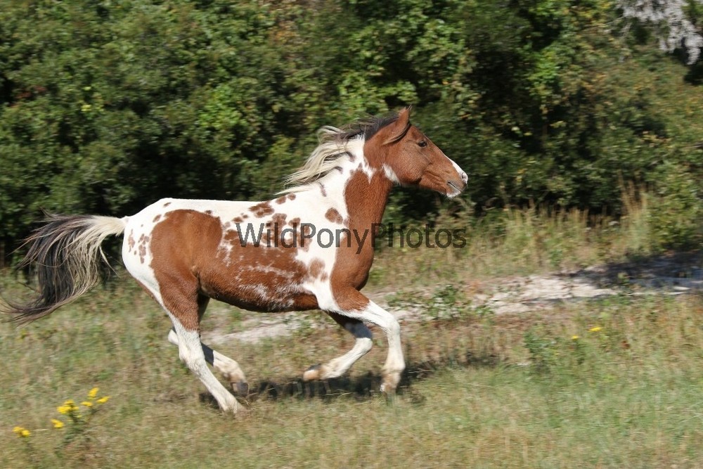 Chincoteague Pony Photo – Mare Freckles – Pick One Image -Various Sizes