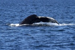 Whales or Dolphins Photo, Pick One Image – Various Sizes