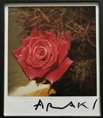 🎈SIGNED Polaroid Nobuyoshi Araki – HANA-JINSEI, 2002 Japan, Flowers, Limited Ed