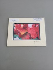 Photography Print By John T Slonina Matted 8×10 «Snow Leaves»-Read Description