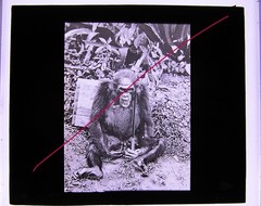 Gorilla Monkey Oranguta Quirky Circa 1920 Historic Glass Picture
