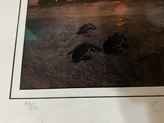 David Leach Signed photograph Mat Frame Lookout Below Leatherback Parade 88/250