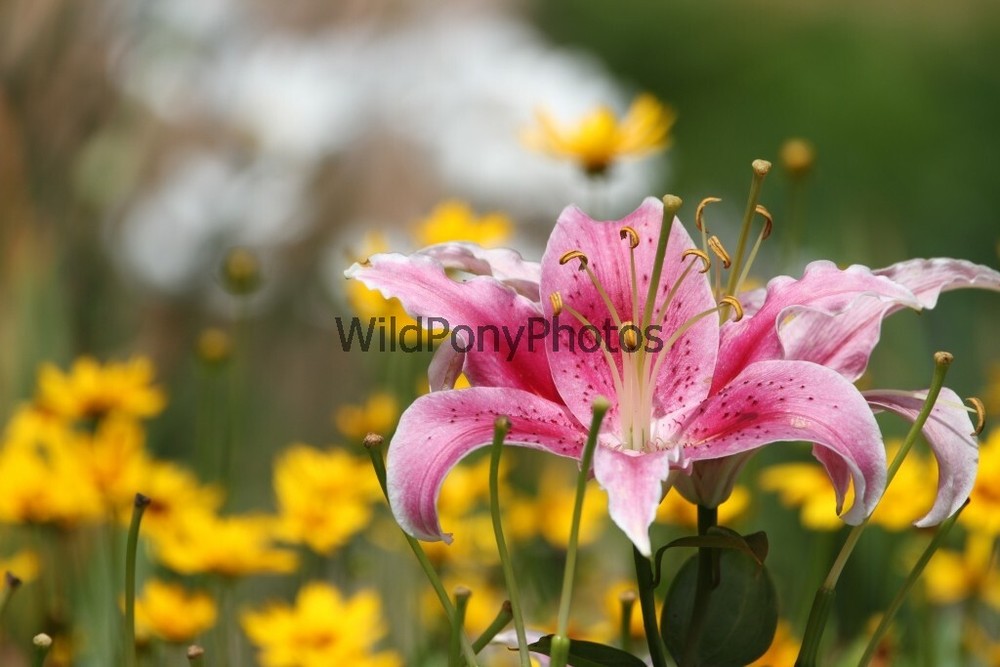Flowers Photo, Pick One Image – Various Sizes