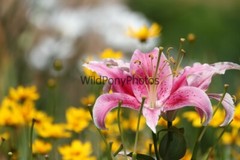 Flowers Photo, Pick One Image – Various Sizes