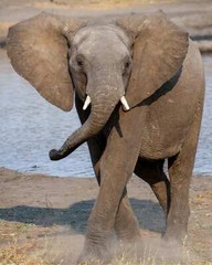 Dancing Elephant So. Africa, Gift for Him, Gift for Her, Display in Home or