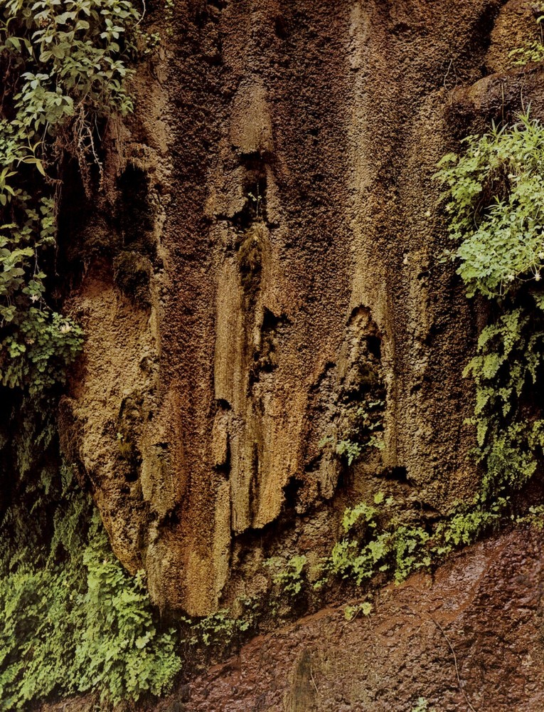 1962 Eliot Porter Glen Canyon Columbine Vine Maidenhair Ferns Art Photo Gravure
