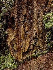 1962 Eliot Porter Glen Canyon Columbine Vine Maidenhair Ferns Art Photo Gravure