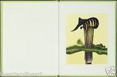RON VAN DONGEN: One Picture Book Ltd Ed SIGNED w Photo ‘Arisaema Angustatum’ NEW
