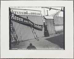 Heinrich Zille, the roses from the south, photograph from the estate, 1900/1997