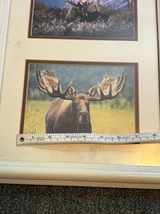 Signed Moose Nature Photography – Set of 3 Bull Moose 23×12 Frame 5×7 Pictures