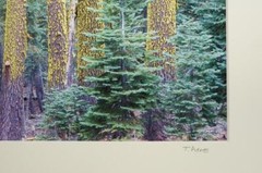 Tom Adams Photography Mormon Immigrant Trail Red Fir Trees Photo Art 11X14