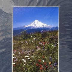 Sherrill SIGNED Matted Photo 8×10 Mt Hood & Wildflowers Meadow Oregon Vertical