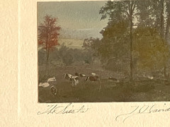 Rare David Davidson Hand Colored Photo «The Siesta» Cows In A Wooded Field