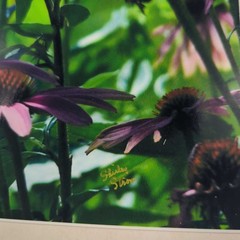 Eastern Tiger Swallowtail 8 x 10 Color Photo by Shirley Strom