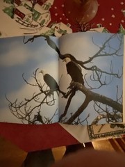 Art & Photo’s Of The World’s Formost Birder, Roger Tory Peterson – Excellent