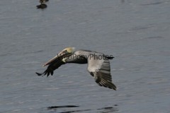 Brown Pelican Photo, Pick One Image – Various Sizes