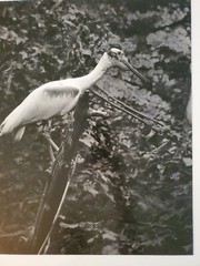 SPOONBILL LARGE ORIGINAL SIGNED ART PHOTO B&W STETTNER VTG MATTE NJ CAMERA