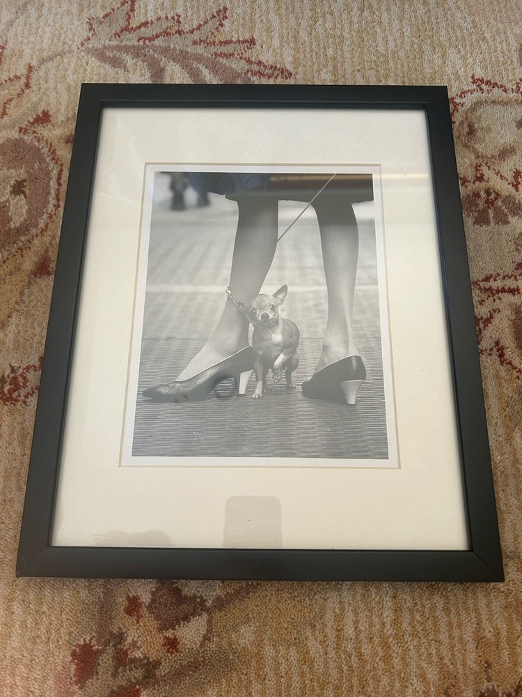 Chihuahua and Pappagallo Shoes Photo from Yale Joel 1961 Original w/ Life COA