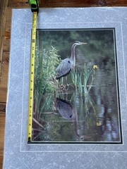 Crane Wildlife Photo Print Art Mark A Schwartznau Ltd Ed /550 Montana Artist