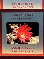 Kodachrome Red Border Lot Of 40 1950’s Still Life Flowers 35mm Color Slides