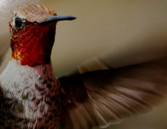 Hummingbird Wildlife Photo 8″ x 10″ in 11″ x 14″ Matte Signed by Kim Barry