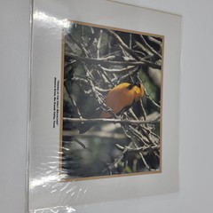 PHOTOGRAPHY Art Prints Lot 4 Vintage BIrds Birding Nature Photos – HW026