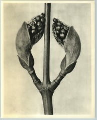 1942 Original BOTANICAL PLANT Snakebark Maple Flower Photo Art KARL BLOSSFELDT
