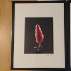 Jack Lima Signed Botanical Flower Photo Triptych Set of 3 Matted & Framed