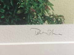 BRUCE BLUM SIGNED COLOR Photo Print (16″X 20″)-«Window Dalias «
