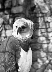 glass negative, SCHÖNBRUNN (Vienna), HARPY, bird, by Eduard PEZDIKA, vintage fin