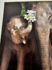 Heartwarming Photograph Baby Elephant Holding Plumeria Flowers, Thailand, 16×16″