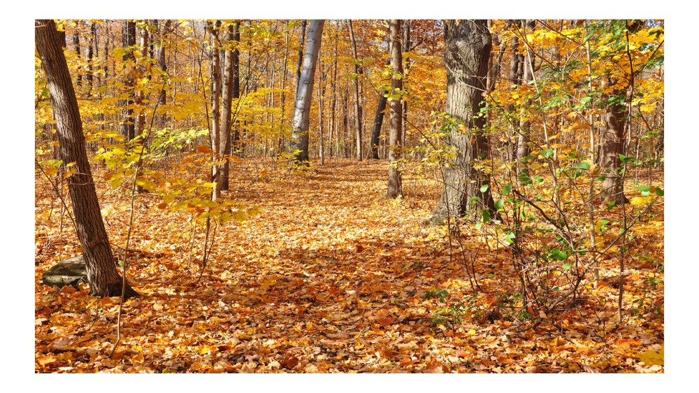 Fall Forest Leafy Ground 1, High Resolution Image, Many Formats, TV Art