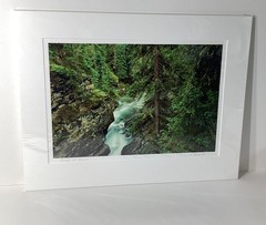 Fine Art Photograph Forest of Dreams Canadian Rockies Landscape Signed & Matted