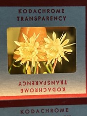 Kodachrome Red Border Lot Of 40 1950’s Still Life Flowers 35mm Color Slides B