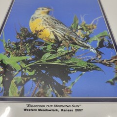 PHOTOGRAPHY Art Prints Lot 4 Vintage BIrds Birding Nature Photos – HW025
