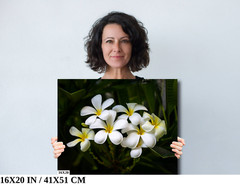 Blooms of Eternity: Hawaiian White Plumeria Flower Photography Wall Art Nature