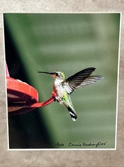 Hummingbird Landing 8×10 Photograph signed Connie Keesling 2004 14/250 Beautiful