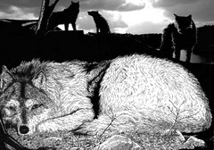 art print 18″ x 13″ Wolf en Ink drawing wilderness wildlife multi-media wolfpack